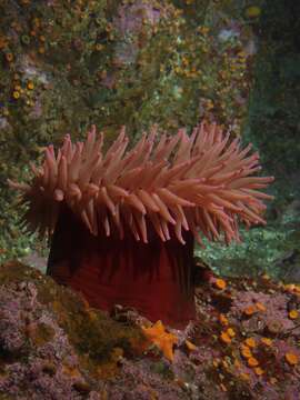 Image of Fish-eating anemone