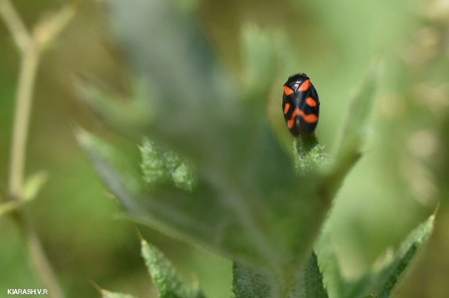 Image of Red-and-black Froghopper