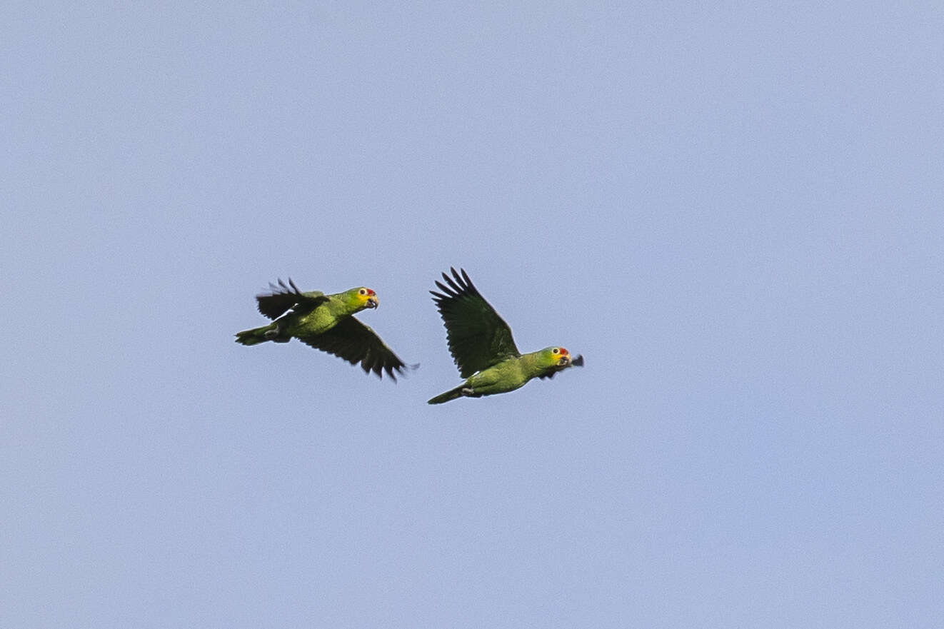 Image of Amazona autumnalis autumnalis (Linnaeus 1758)