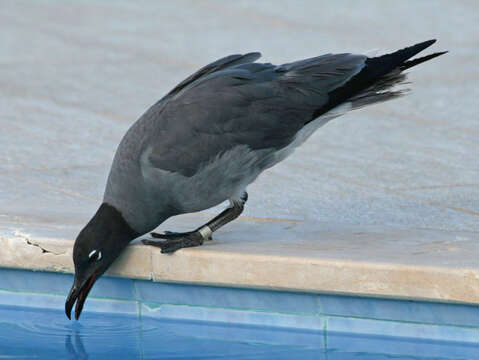 Image of Lava Gull