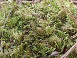 Image of ptilium moss