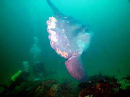 Image of Mola