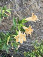 Image of Santa Lucia Mountain bush monkeyflower