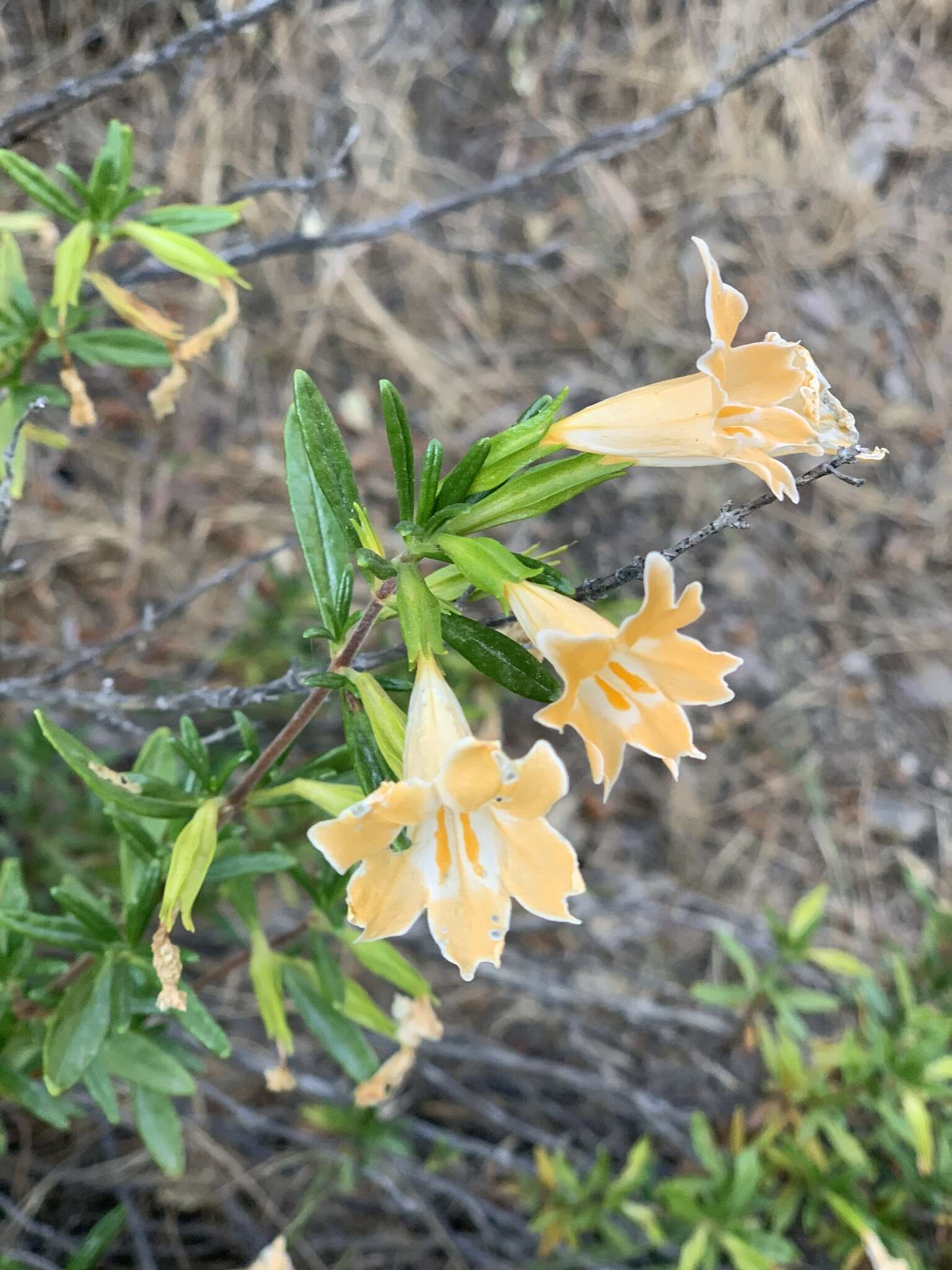 Image of Santa Lucia Mountain bush monkeyflower