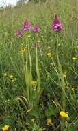 صورة Anacamptis pyramidalis (L.) Rich.