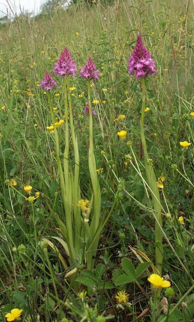 صورة Anacamptis pyramidalis (L.) Rich.