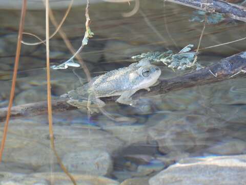 Image of Iranian Earless Toad