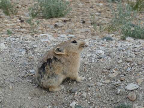 Image of Ladak Pika