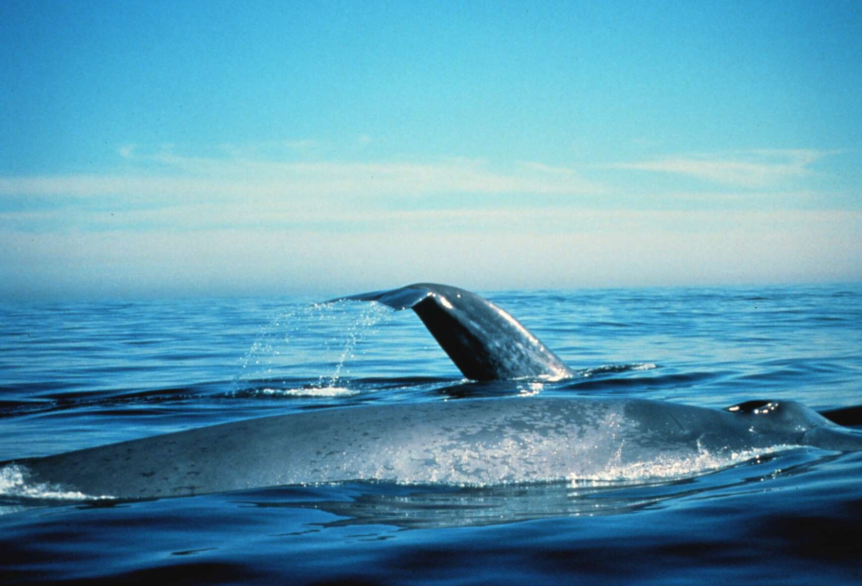 Image of Pygmy Blue Whale