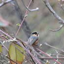 Image of Black-browed Tit