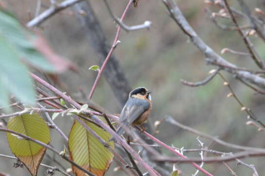 Image of Black-browed Tit