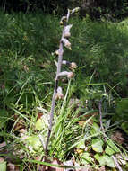 Image of Small-leaved Helleborine