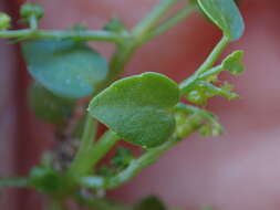 Imagem de Adenocline violifolia (Kunze) Prain