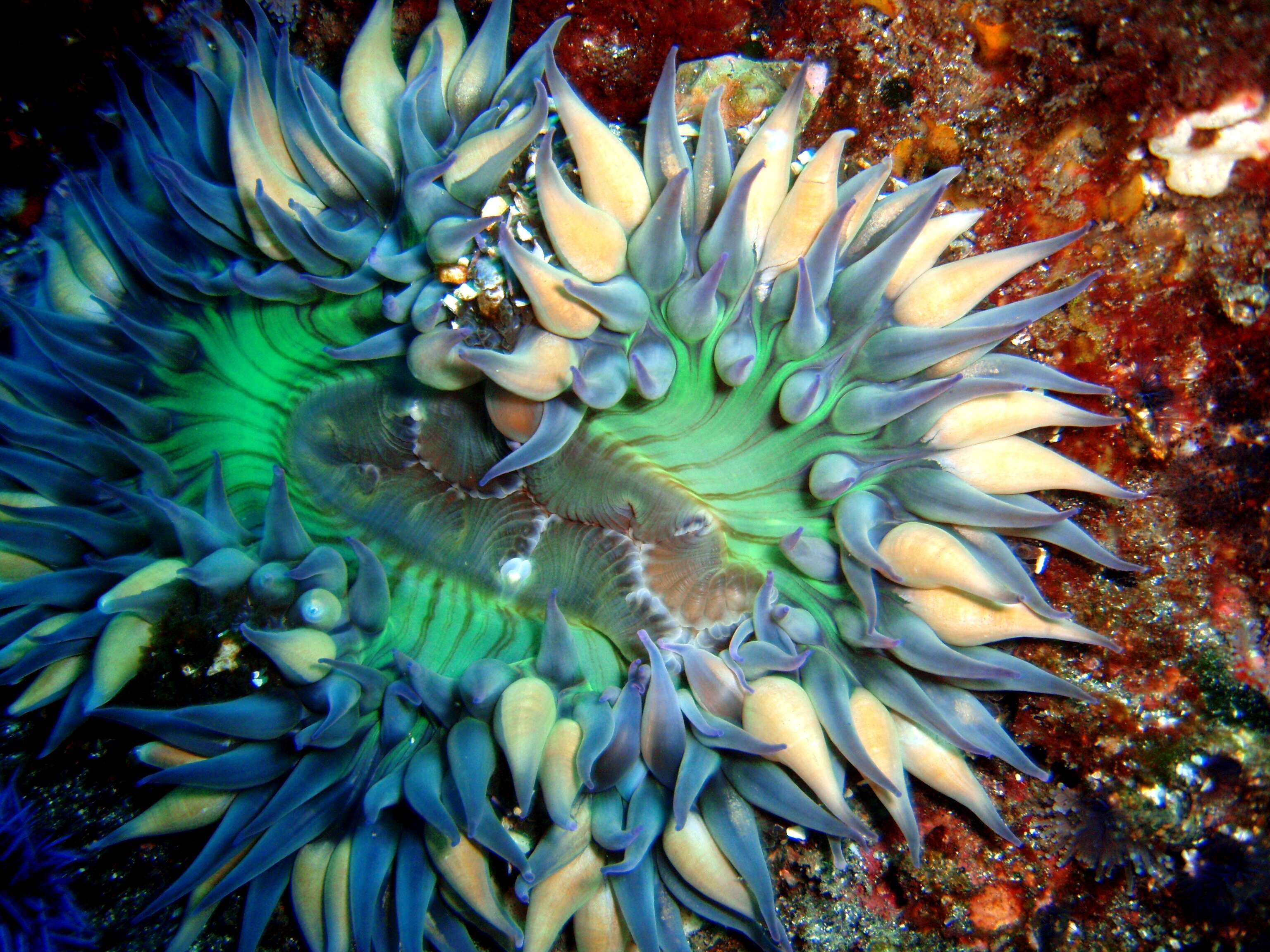 Image of Starburst anemone