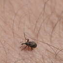 Image of Weevil