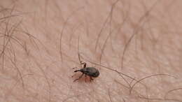 Image of Weevil