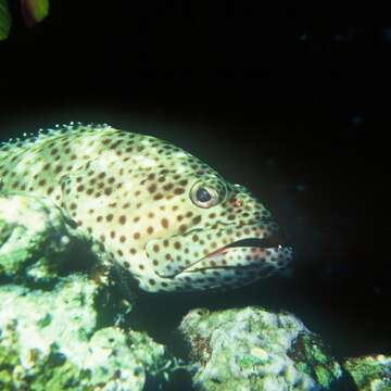 Image of Malabar Grouper