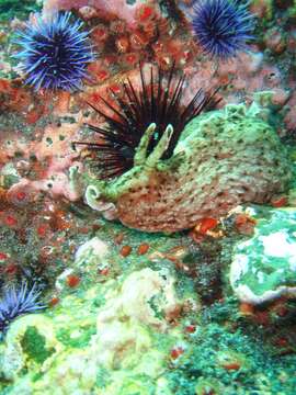 Image of California sea hare