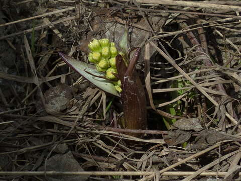 Image of Petasites spurius (Retz.) Rchb.