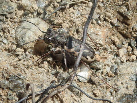 Image of Neocicindela dunedensis (Laporte 1867)