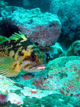 Image of Black-and-yellow rockfish