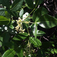 Image of California hoptree