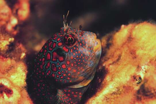 Image of Hypsoblennius