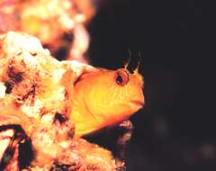 Image of Seaweed Blenny