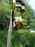 Image of Small-leaved Helleborine