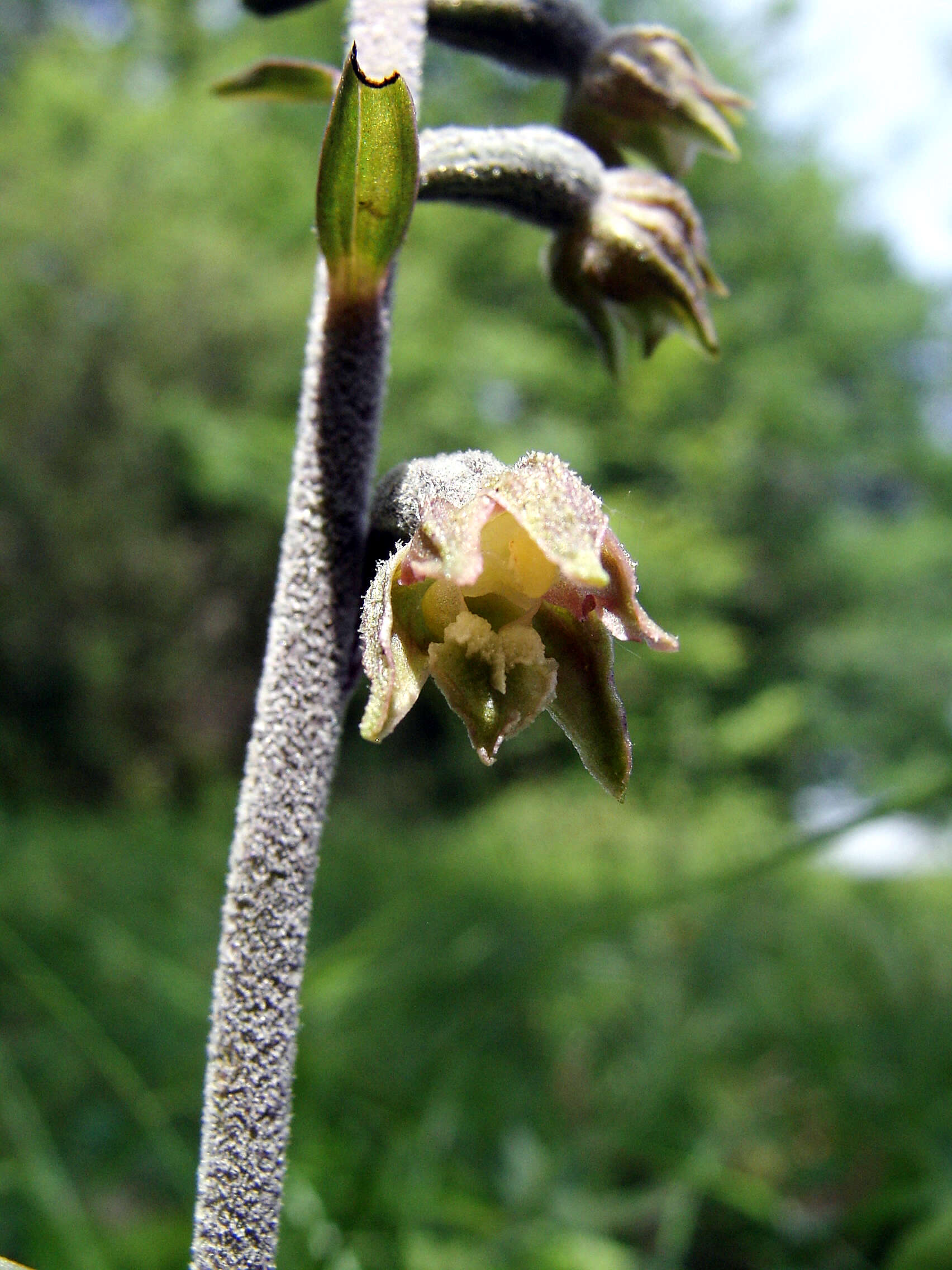 Image of Small-leaved Helleborine