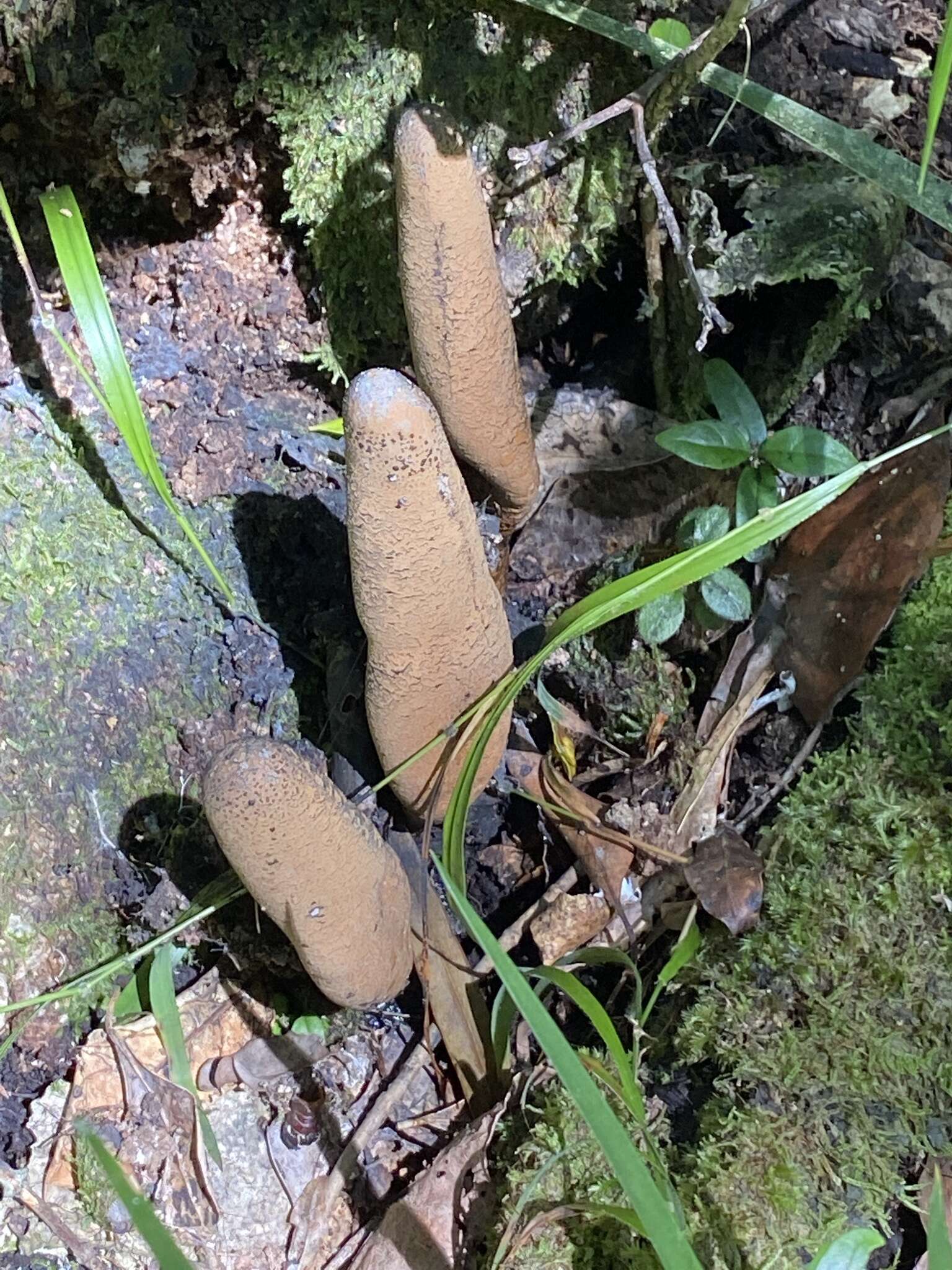 Image of Xylaria telfairii (Berk.) Sacc.