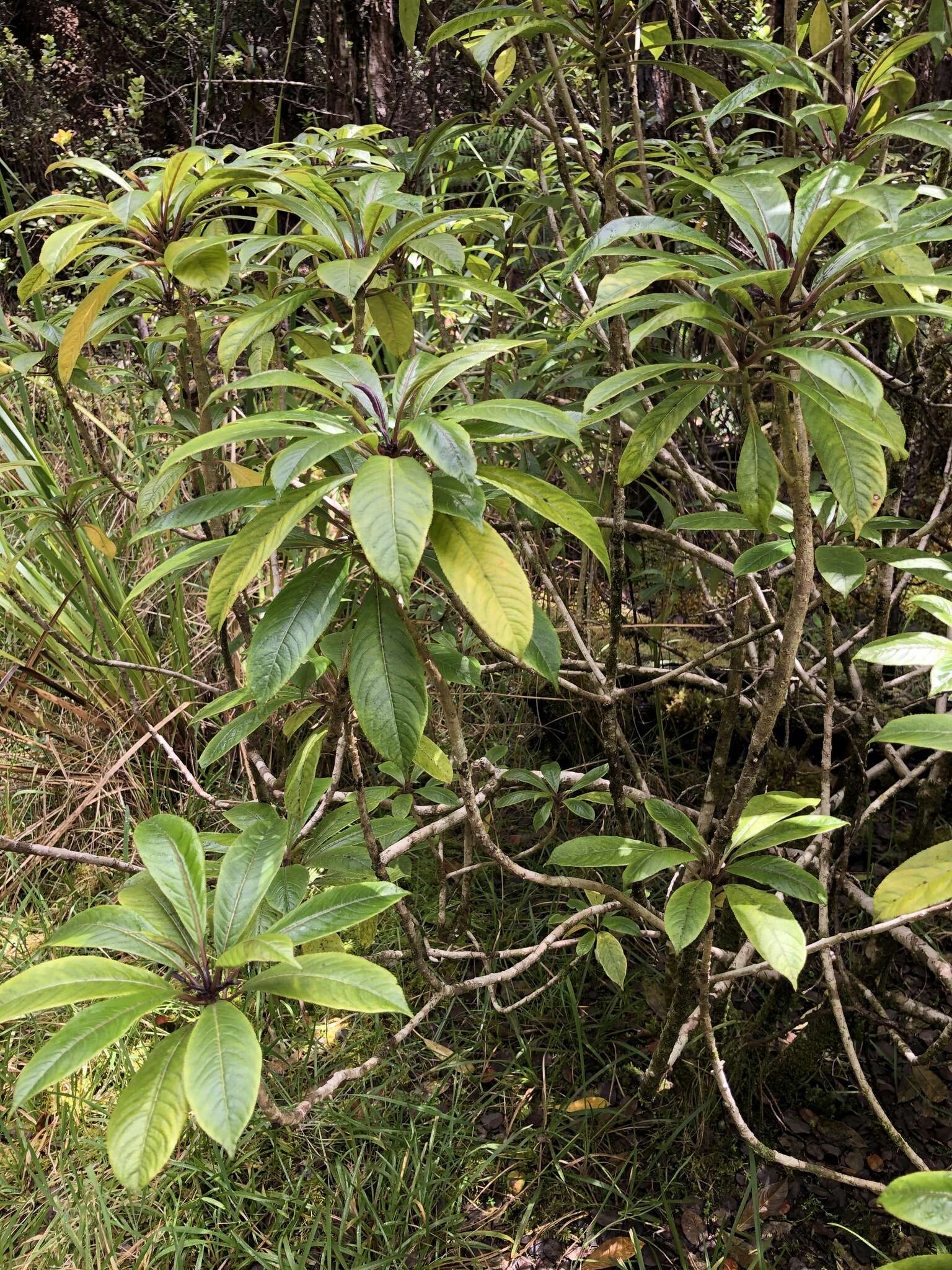 Image of Small-Flower Clermontia