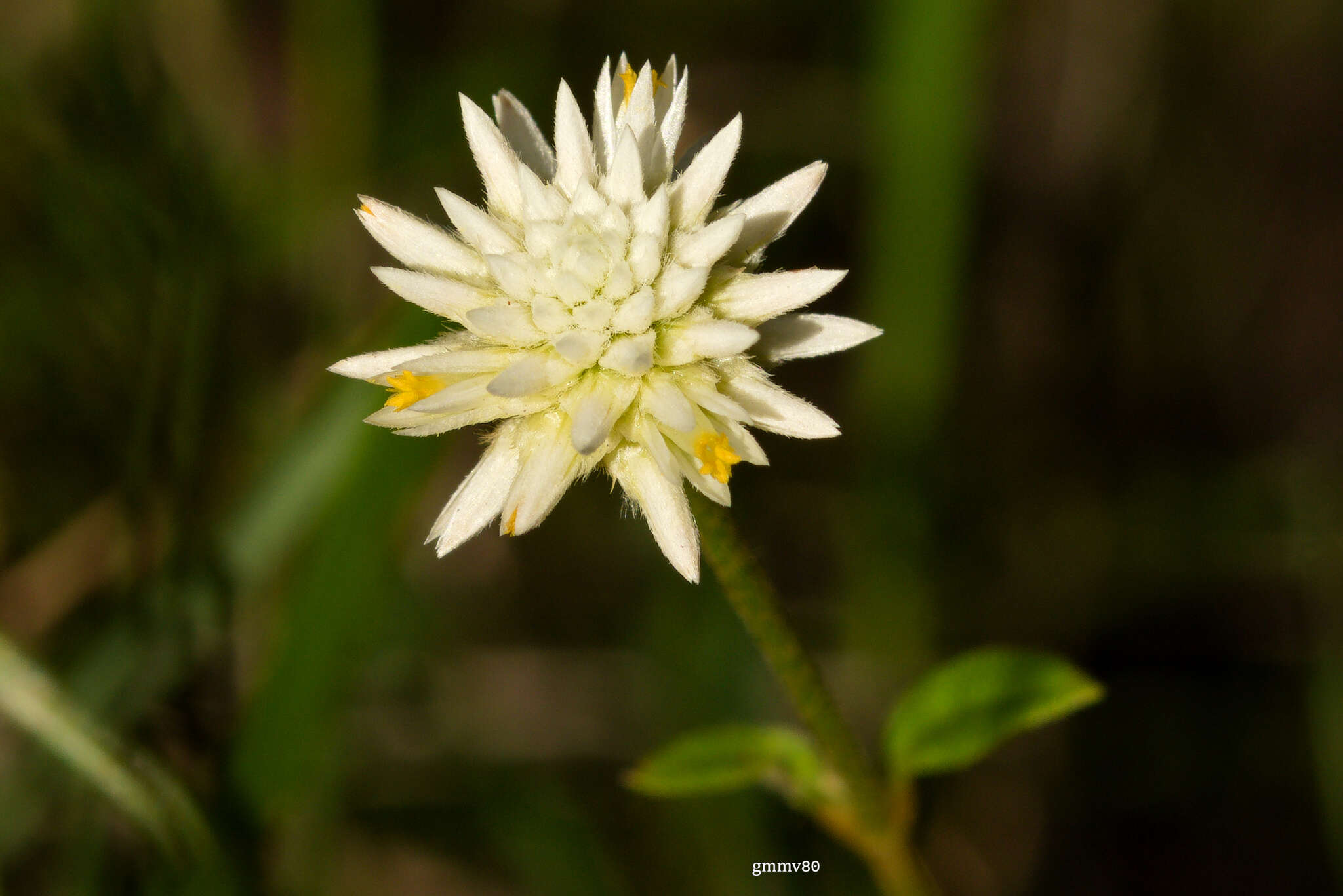 Image of Gomphrena elegans C. Mart.