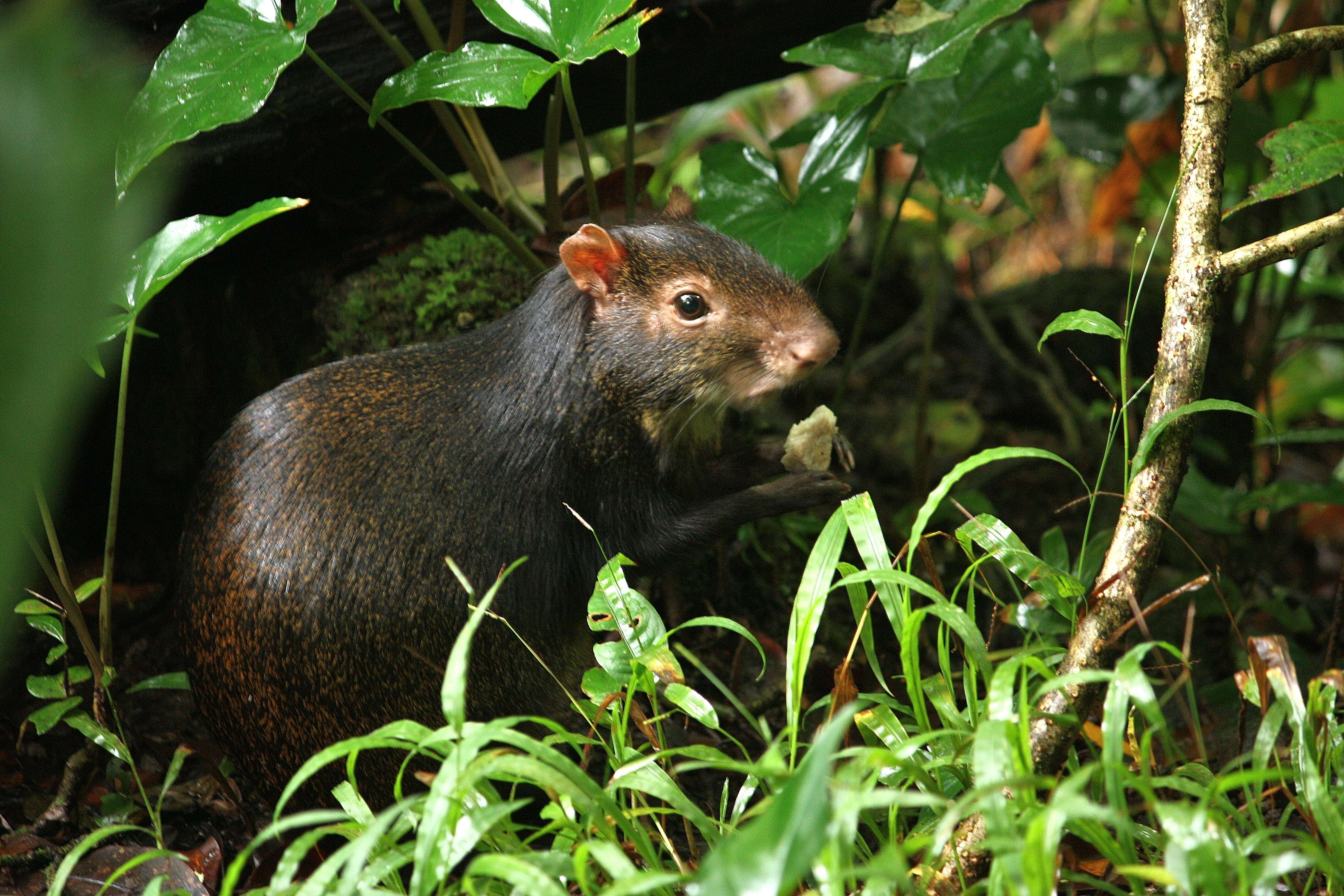 Image of Brazilian Agouti