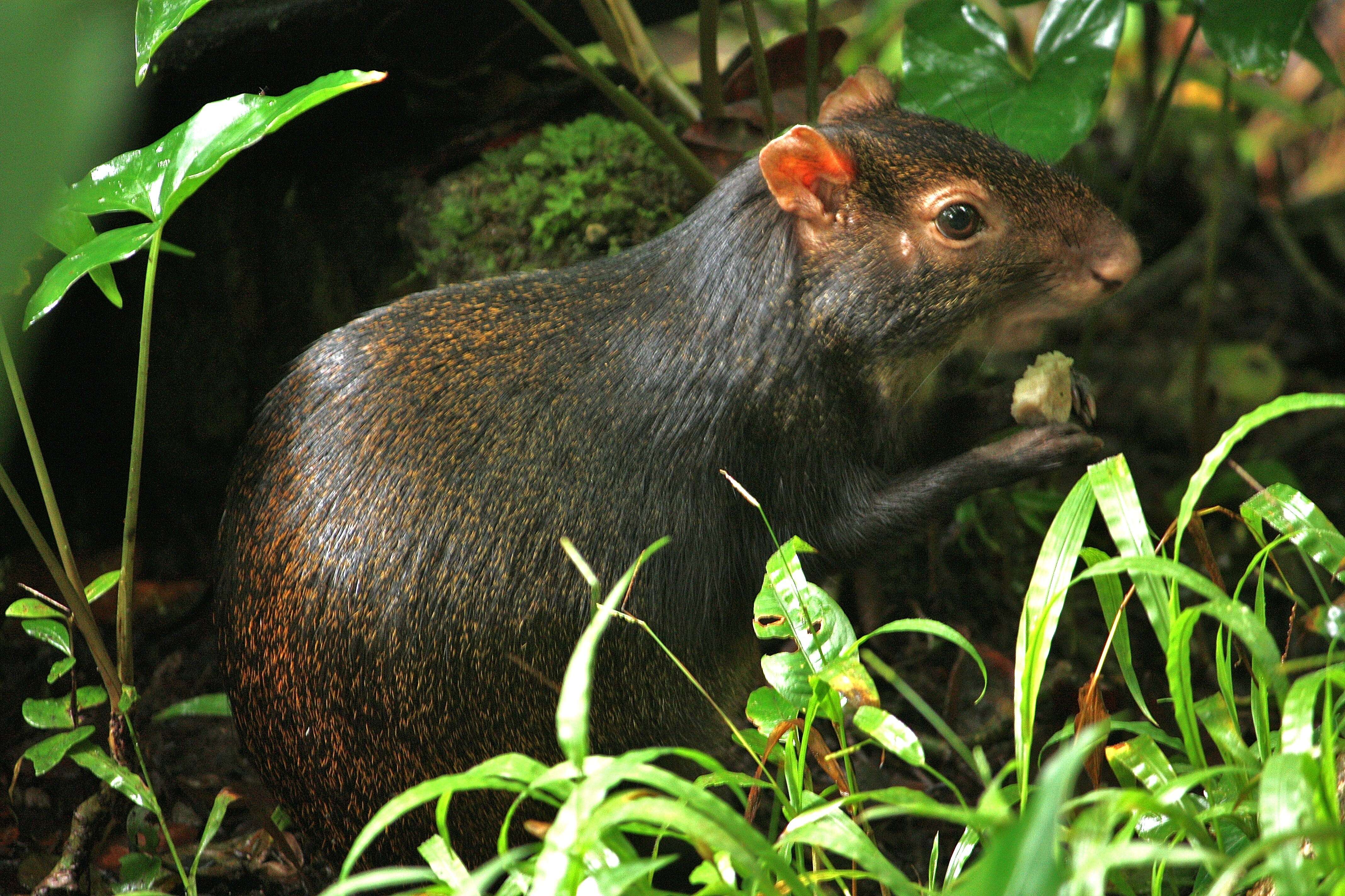 Image of Brazilian Agouti