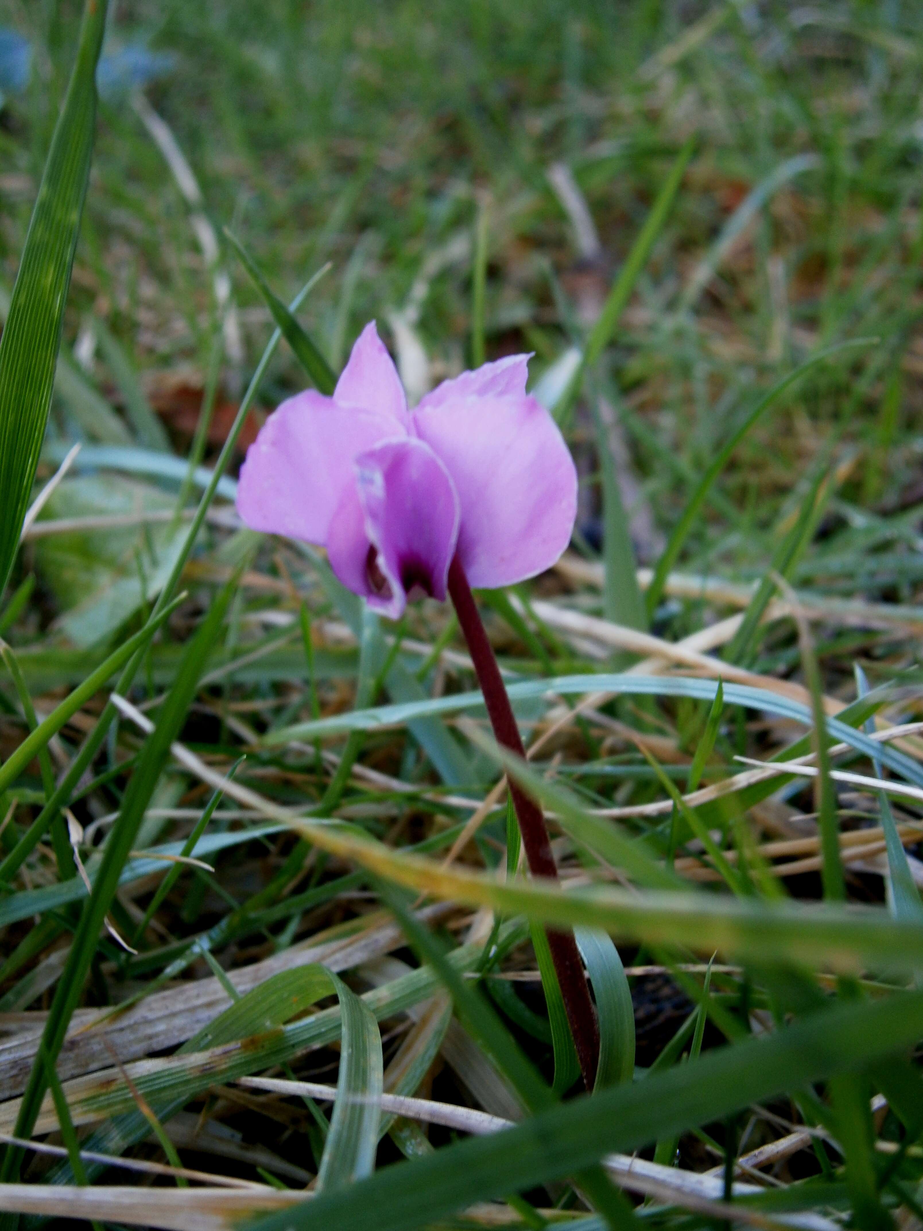 Image of Cyclamen coum Miller