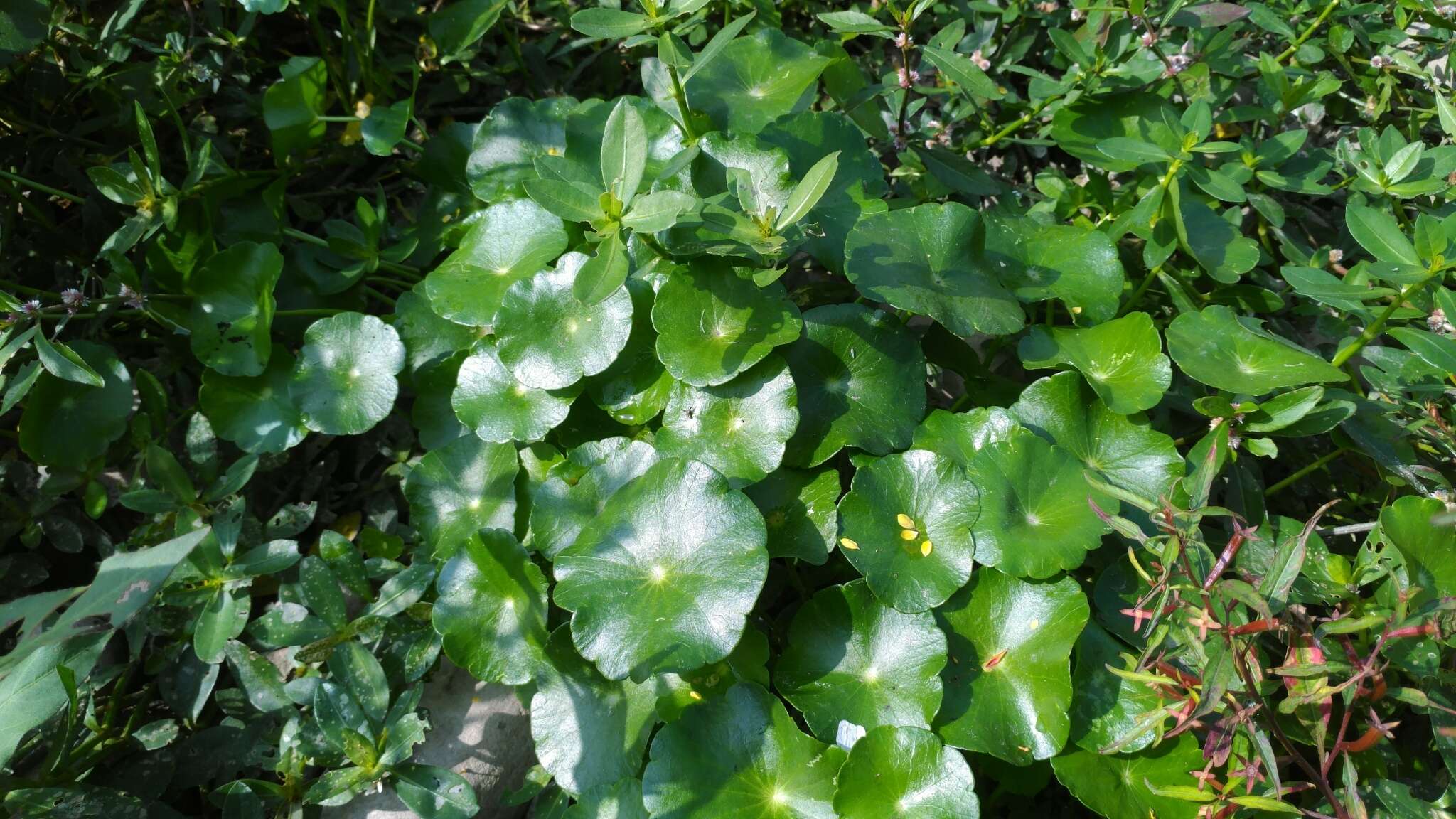 Слика од Hydrocotyle verticillata Thunb.