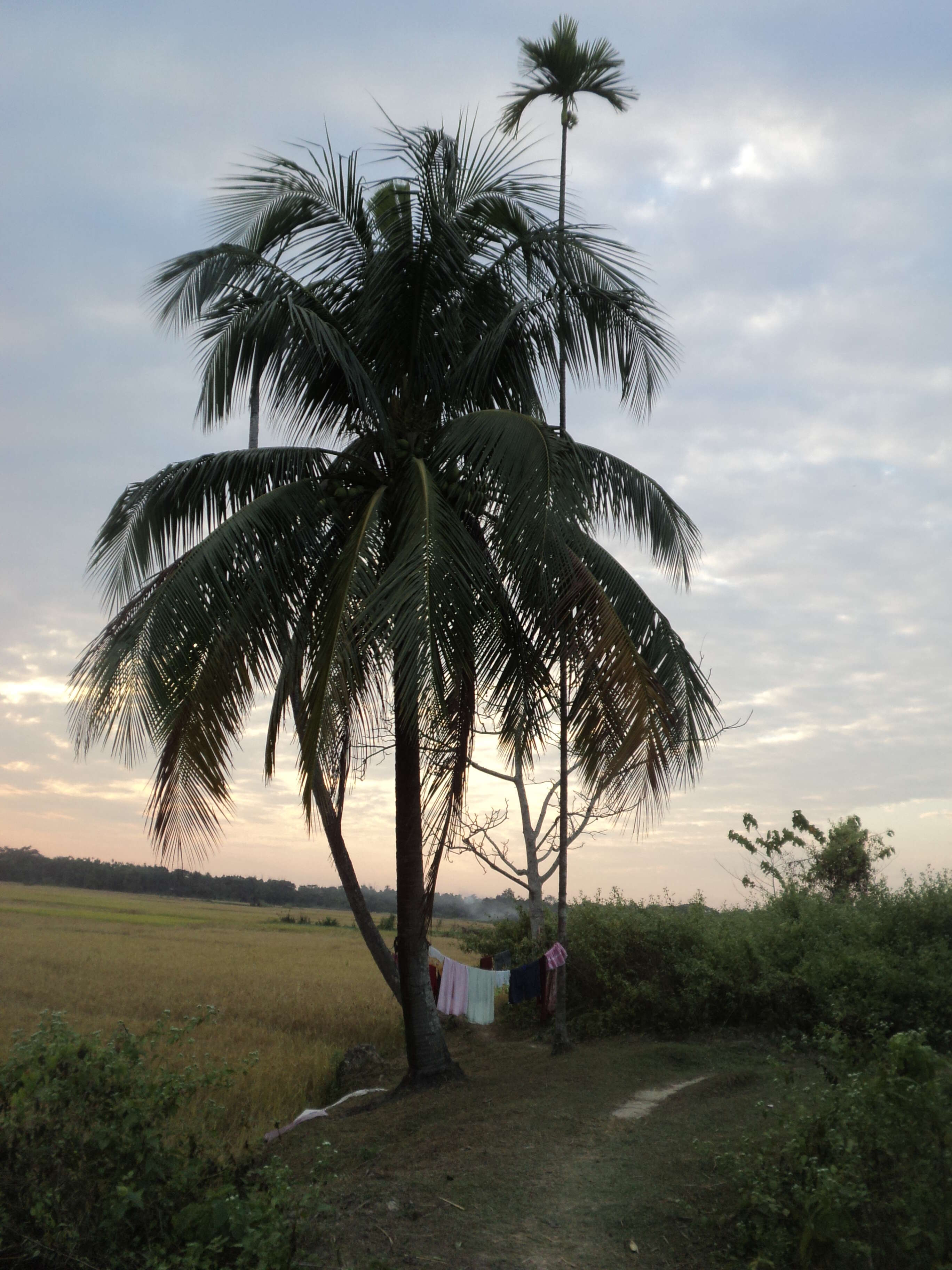 Image of coconut palm