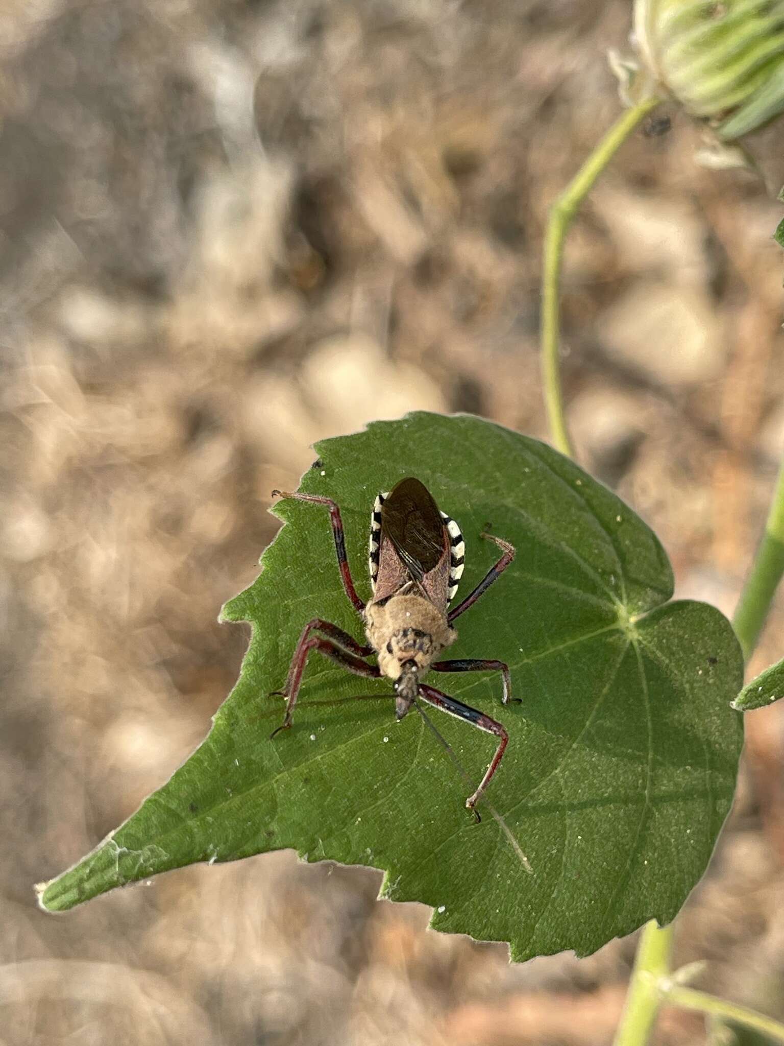 Image of Rhynocoris neavei Bergroth 1912