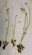 Image of Small-Flower Grass-of-Parnassus