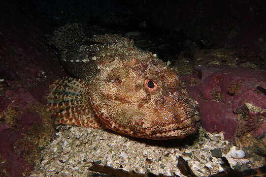 Image of Red scorpionfish