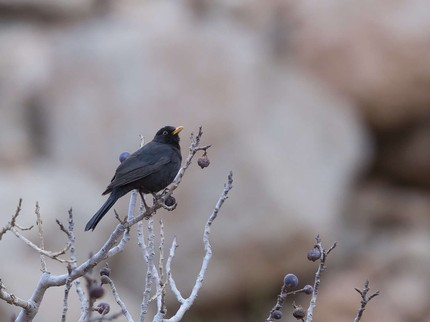 Turdus merula mauritanicus Hartert 1902的圖片