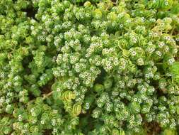 Imagem de Euphorbia amplexicaulis Hook. fil.