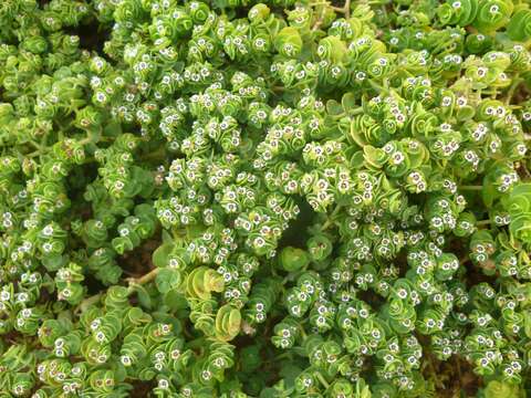 Imagem de Euphorbia amplexicaulis Hook. fil.