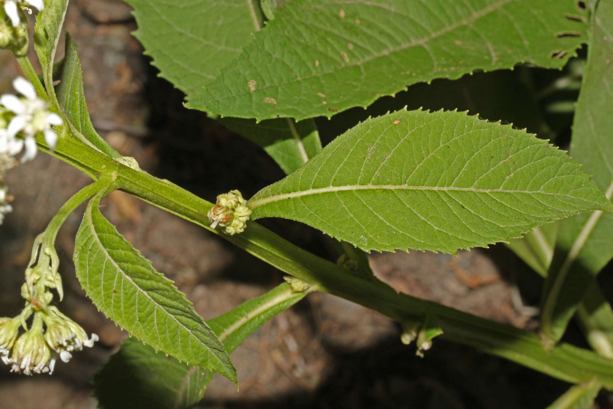 Image of Verbesina eggersii Hieron.