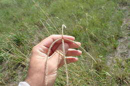 Image of Paraguayan windmill grass