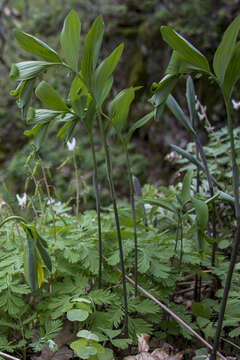 Image of Hairy Solomon's-Seal