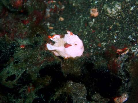 Image of Wartskin anglerfish