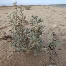 Image of Tetraena alba (L. fil.) Beier & Thulin