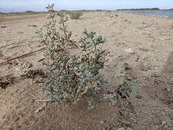 Image of Tetraena alba (L. fil.) Beier & Thulin